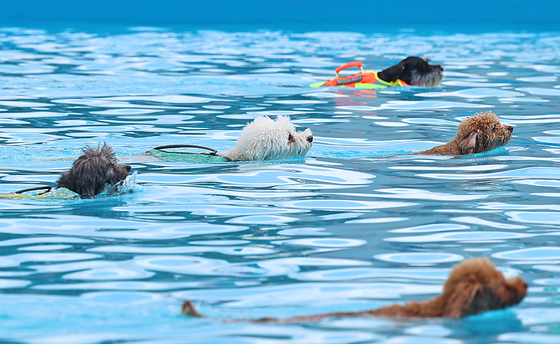 Dogs swim at the Haha Hoho Water Park located in the Olympic Park in Songpa District, eastern Seoul, on Sunday. [NEWS1]
