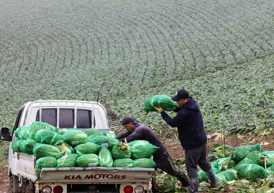 Laborers load heads of cabbage for shipment in Gangneung, Gangwon, on Tuesday. [YONHAP]