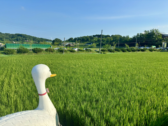 Organic rice fields at Mundang Eco-Friendly Farm Village in Hongseong County, South Chungcheong [LEE JIAN]