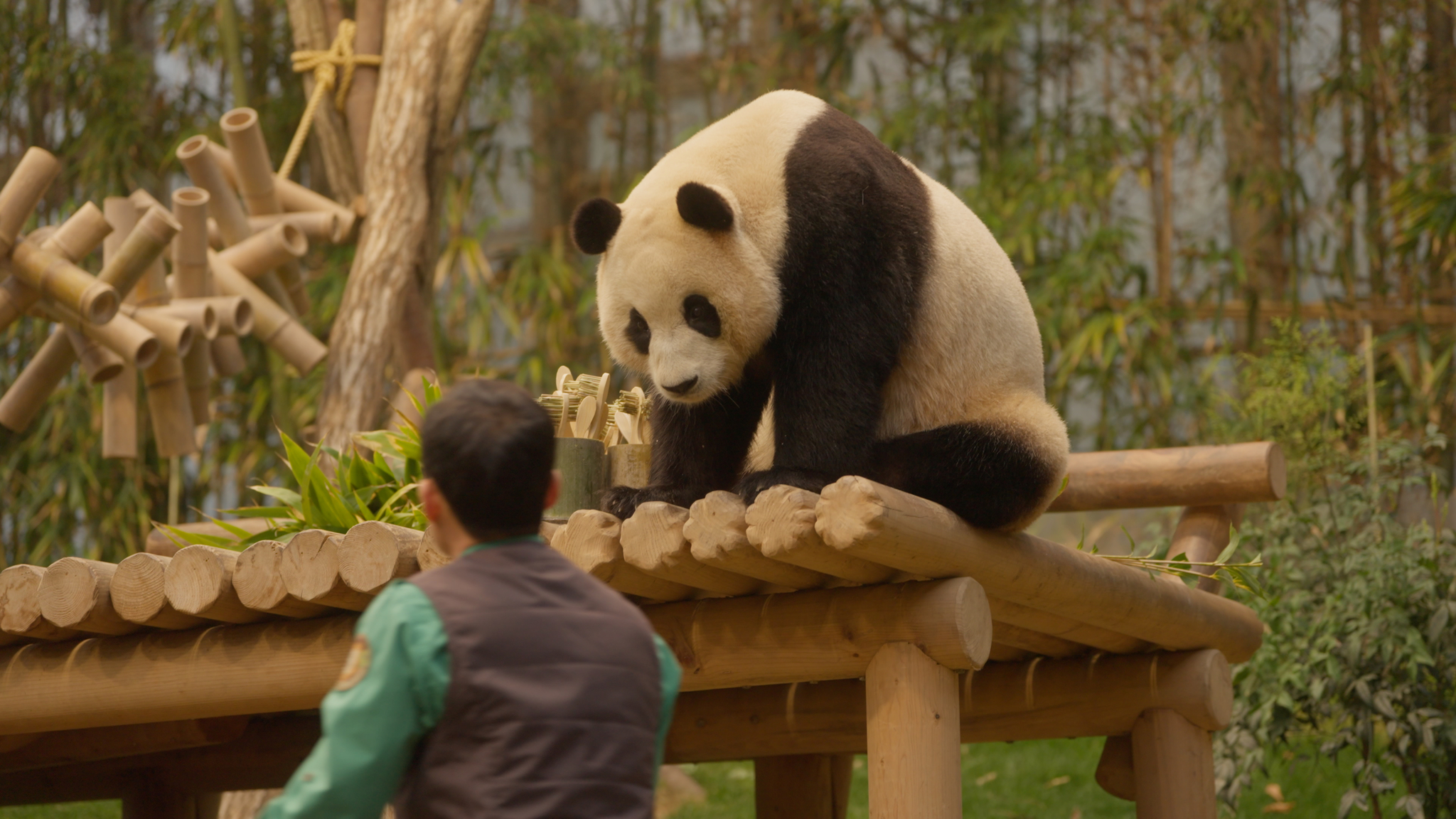 Still cut from upcoming film ″My Dearest Fu Bao″ [ACOMMZ/EVERLAND RESORT]