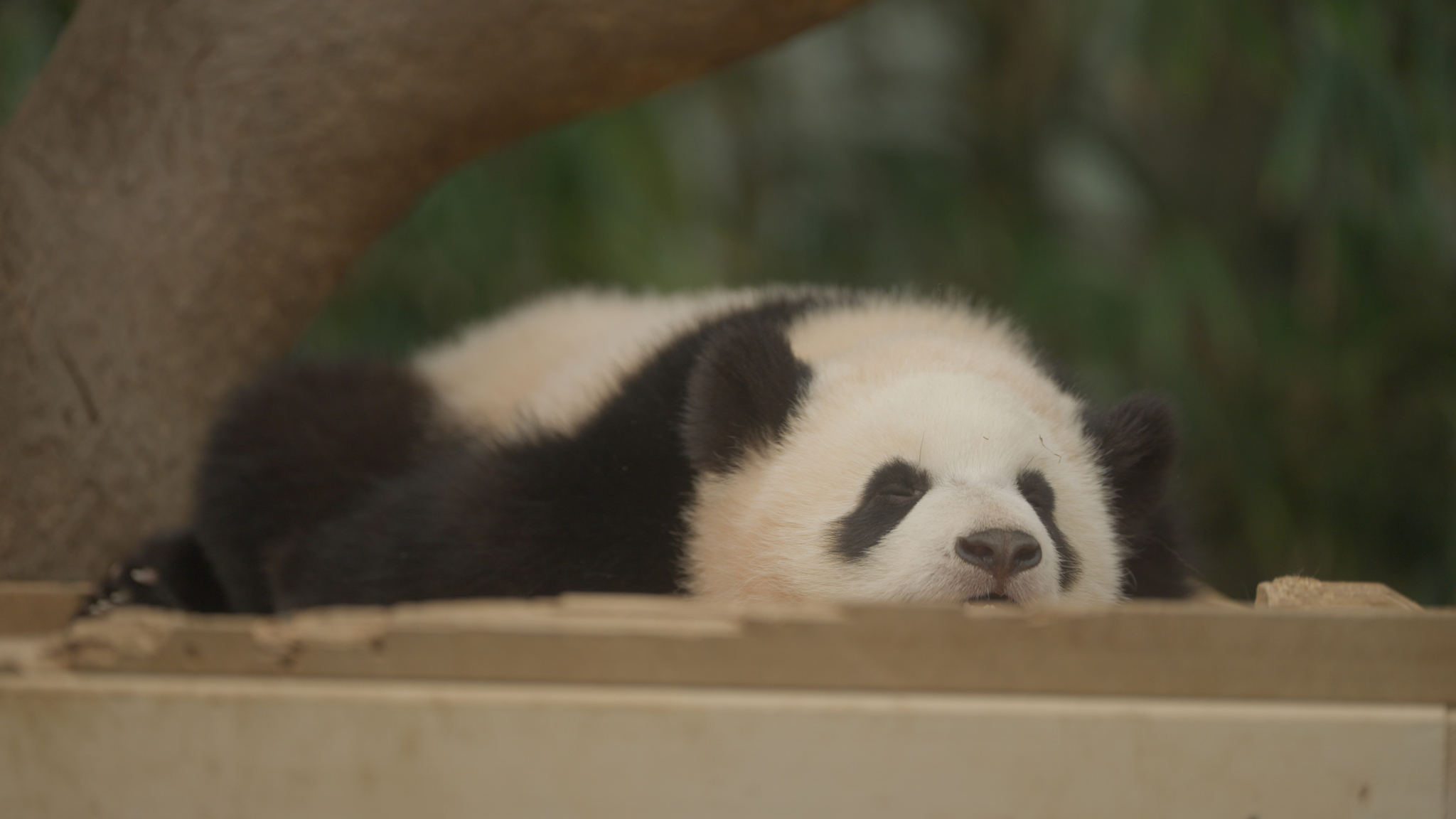 Still cut from upcoming film ″My Dearest Fu Bao″ [ACOMMZ/EVERLAND RESORT]