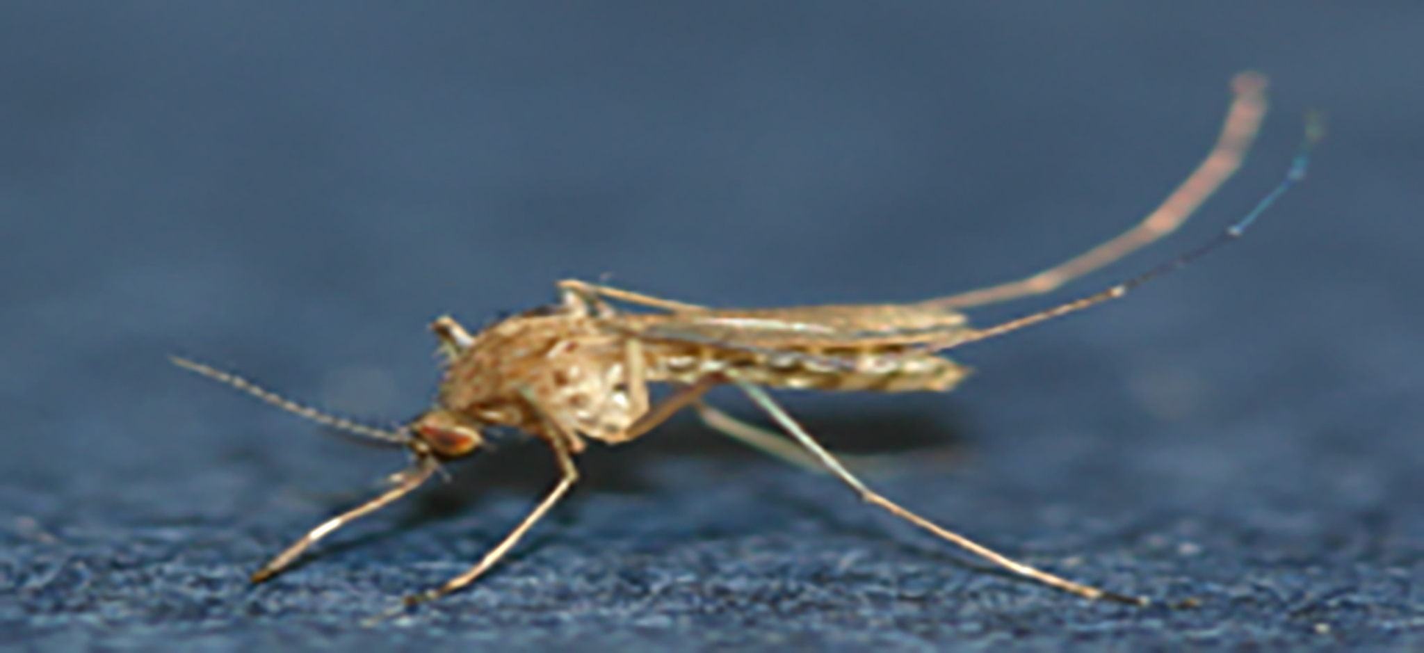 A Culex tritaeniorhynchus mosquito [KOREA DISEASE CONTROL AND PREVENTION AGENCY] 