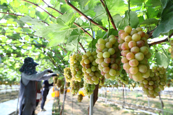 Farmers harvest "Shooting Star" grapes in Sangju, North Gyeongsang, on Tuesday. [RURAL DEVELOPMENT ADMINISTRATION]