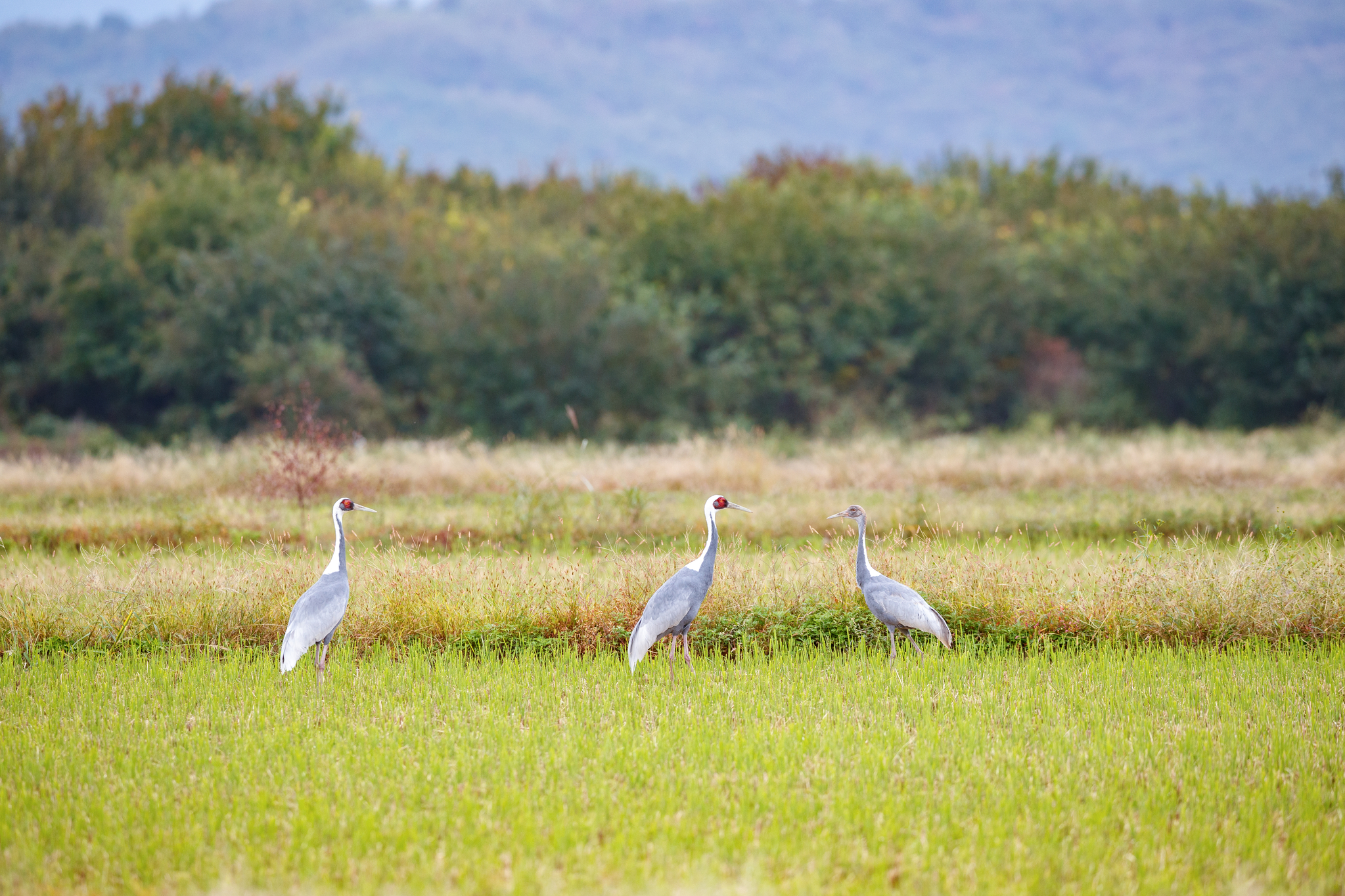 Three white-naped cranes are seen on agricultural land near a reservoir in Cheorwon County in Gangwon on Sunday. The endangered species usually visit Korea during winter, according to the Korea Heritage Service. There are 4,500 to 5,000 remaining worldwide. [YONHAP]