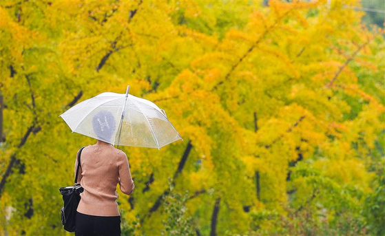 A person with an umbrella walks in the rain, enjoying the fall foliage at Kyungpook National University in Daegu on Tuesday. [YONHAP]