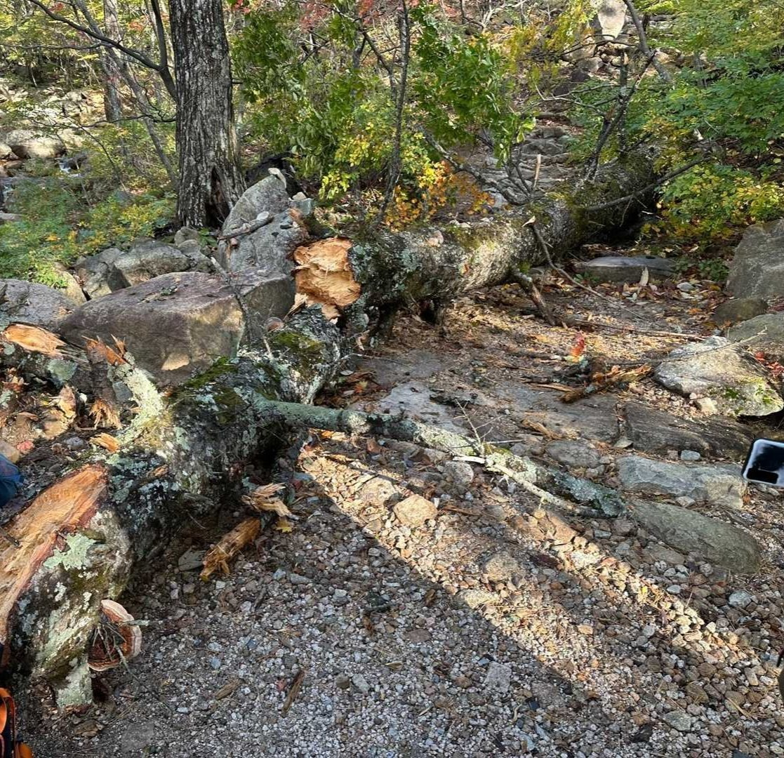 An oak tree collapsed on Mount Seorak in Gangwon on Wednesday. [GANGWON STATE FIRE HEADQUARTERS]