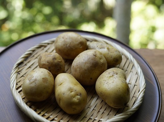 Potatoes are a cheap and nutritious option [HONG YEO-RIM]