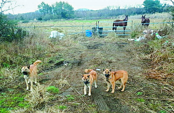 Wild dogs prowl in the mountainous regions of Jeju. [NEWS1]