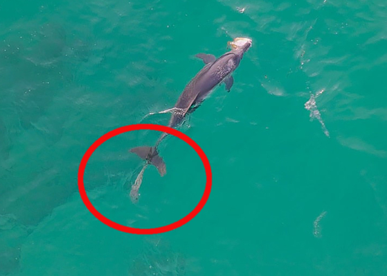 An Indo-Pacific bottlenose dolphin with marine debris attached to its tail swims in the ocean on Monday. [DOCU JEJU/JEJU NATIONAL UNIVERSITY’S WHALE AND MARINE LIFE CONSERVATION RESEARCH CENTER]
