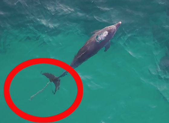 An Indo-Pacific bottlenose dolphin with marine debris attached to its tail [DOCU JEJU/JEJU NATIONAL UNIVERSITY’S WHALE AND MARINE LIFE CONSERVATION RESEARCH CENTER]