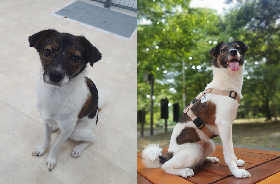 Chorong is a rescue dog that was adopted by volunteer Jeong Hye-jin. Left shows when Chorong first arrived at an animal shelter in the summer of 2023 and right shows a recent image of Chorong after being adopted. [JEONG HYE-JIN]