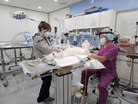 A rescue dog receives medical treatment at the Seoul Animal Care Center located in Mapo District, western Seoul. [LEE SU-MIN]