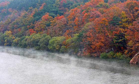Mist rises due to the sudden drop in temperature from Soyang Lake in Inje County, Gangwon, over the last remnants of autumn foliage on Sunday. [YONHAP]