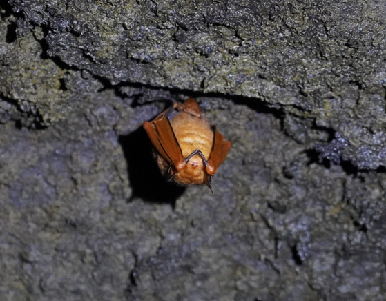 Reddish-black myotis, otherwise known ″golden bat,″ hangs from a cave ceiling. [JEJU WORLD NATURAL HERITAGE CENTER]