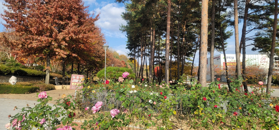 Roses are in bloom at a park near Wonju City Hall in Gangwon as the mercury soared to 19.7 degrees Celsius (67 degrees Fahrenheit) on Wednesday, the eve of the annual College Scholastic Ability Test (CSAT), marking an unusually warm day for test-takers nationwide right before the big event. [YONHAP]