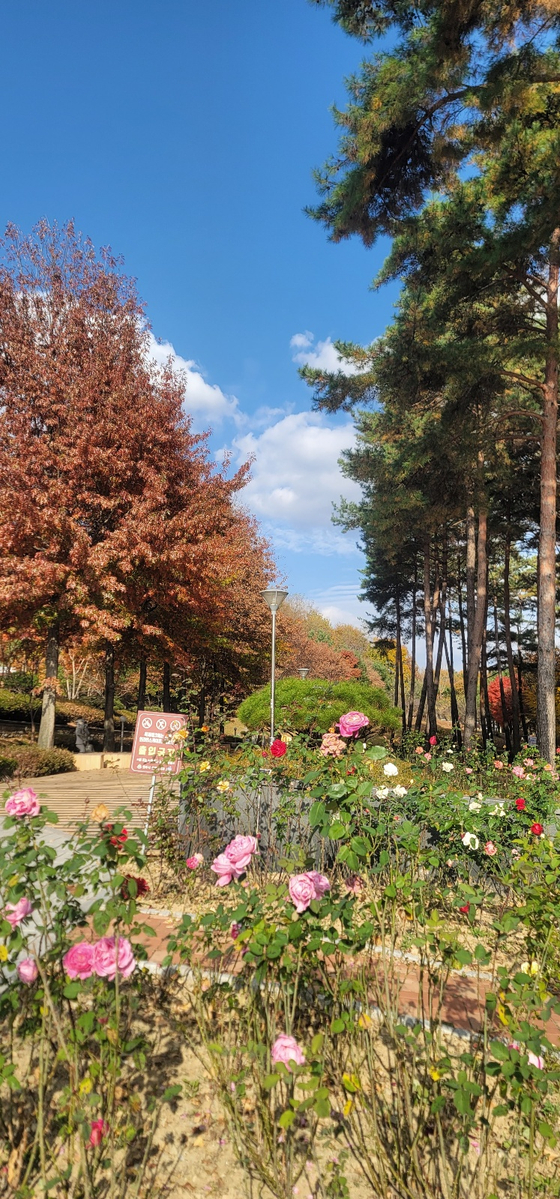 Roses are in bloom at a park near Wonju City Hall in Gangwon as the mercury soared to 19.7 degrees Celsius (67 degrees Fahrenheit) on Wednesday, the eve of the annual College Scholastic Ability Test (CSAT), marking an unusually warm day for test-takers nationwide right before the big event. [YONHAP]