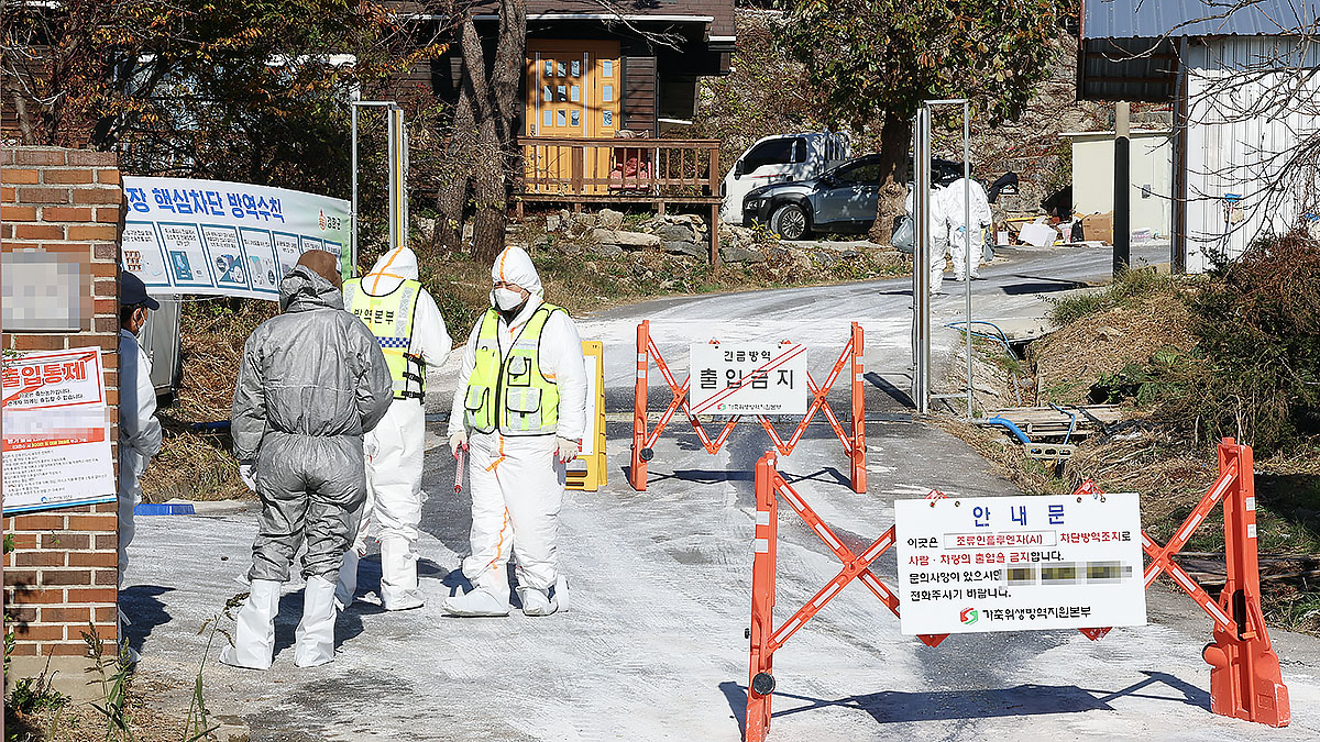 Officials block the entrance of a chicken farm in Incheon's Ganghwa County where the season's third case of highly pathogenic avian influenza was confirmed on Monday. [YONHAP] 
