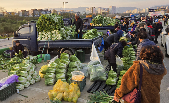 Shoppers arrive in the early morning to buy cabbage and radishes for the kimchi-making season in Gangneung, Gangwon, on Wednesday. [YONHAP]