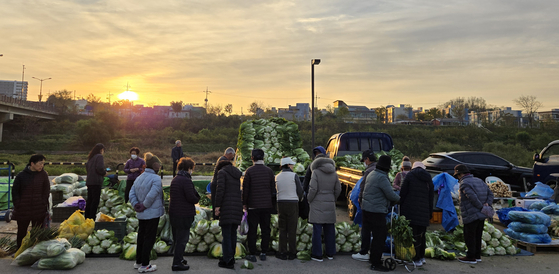 Shoppers arrive in the early morning to buy cabbage and radishes for the kimchi-making season in Gangneung, Gangwon, on Wednesday. [YONHAP]