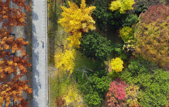 The Chonnam National University campus in Buk District, Gwangju, boasts brilliant colors on Thursday as the region sees the last of its autumn foliage. The weather is expected to be mild nationwide Friday, though parts of Gyeonggi and Gangwon will see temperatures drop below freezing with the onset of winter. [YONHAP]