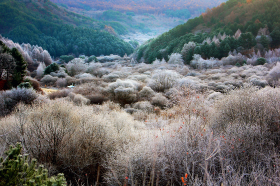 Frost descends on the Secret Garden in Inje County, Gangwon, on Sunday morning, creating a picturesque landscape. The garden got its name from its former status as a military operations zone that was off-limits to the public. [NEWS1]