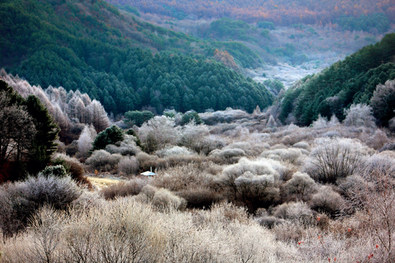 Frost descends on the Secret Garden in Inje, Gangwon, on Sunday morning, creating a picturesque landscape. The garden got its name from its former status as a military operations zone that was off-limits to the public. [NEWS1]