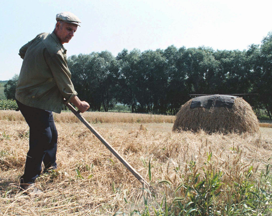 Ukrainian farmer Dmytro Hnatkevitch harvests wheat on his farm in the village of Grygorovka, Ukraine, in this file photo taken in August 1996. [AP/YONHAP]