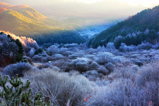 Frost descends on the Secret Garden in Inje County, Gangwon, on Sunday morning, creating a picturesque landscape. The garden got its name from its former status as a military operations zone that was off-limits to the public. [NEWS1]