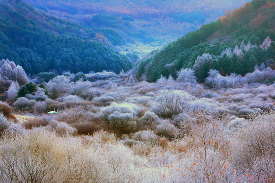 Frost descends on the Secret Garden in Inje County, Gangwon, on Sunday morning, creating a picturesque landscape. The garden got its name from its former status as a military operations zone that was off-limits to the public. [NEWS1]