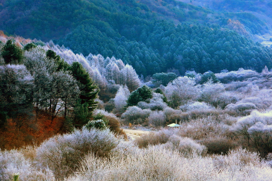 Frost descends on the Secret Garden in Inje County, Gangwon, on Sunday morning, creating a picturesque landscape. The garden got its name from its former status as a military operations zone that was off-limits to the public. [NEWS1]