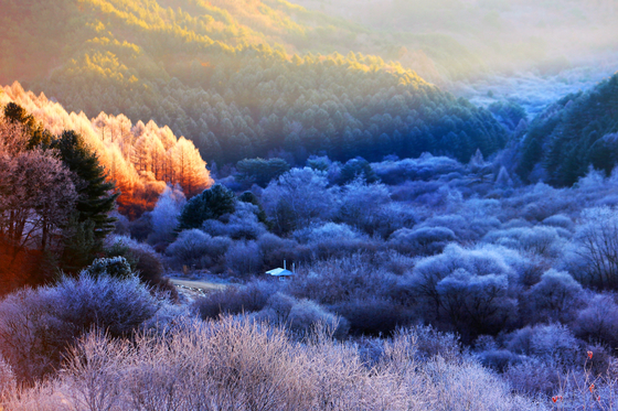 Frost descends on the Secret Garden in Inje County, Gangwon, on Sunday morning, creating a picturesque landscape. The garden got its name from its former status as a military operations zone that was off-limits to the public. [NEWS1]