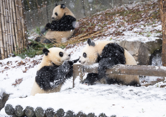 Pandas Rui Bao, left, and Hui Bao play in the snow in Everland, Gyeonggi, on Wednesday. [NEWS1]