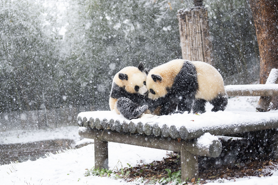 Pandas Rui Bao, left, and Hui Bao play in the snow in Everland, Gyeonggi, on Wednesday. [NEWS1]