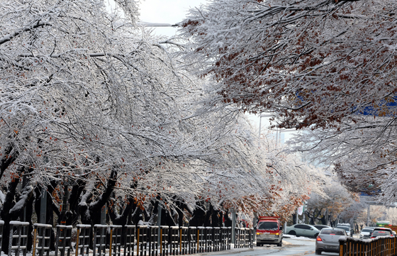 Cherry blossom trees in Yeouido, western Seoul, covered in snow on Wednesday [NEWS1]