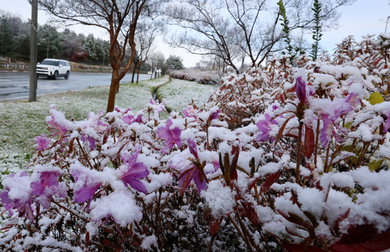 Roadside Royal Azaleas covered in snow in Gangneung City, Gangwon on Wednesday [YONHAP]