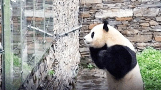 Giant panda Fu Bao puts their hands together and bows toward visitors at the Chengdu Research Base of Giant Panda Breeding. [SCREEN CAPTURE]
