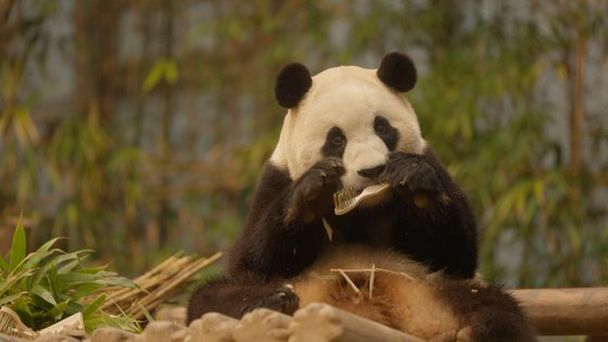 A still from Fu Bao's documentary ″'My Dearest Fu Bao″ [ACOMMZ/EVERLAND RESORT]