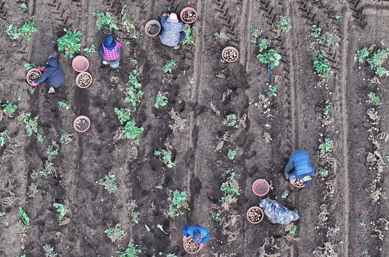 Farmers in Seogwipo, Jeju, harvest potatoes on the morning of Dec. 31. [YONHAP]