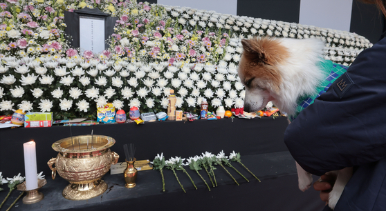Pudding, a dog who lost its family in the Jeju Air Flight 7C2216 tragedy, visits a memorial in front of Seoul City Hall on Sunday. Pudding belonged to the crash’s oldest victim, an 80-year-old man who traveled with eight family members to celebrate his milestone birthday. [YONHAP]