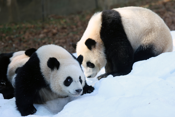 Everland's twin pandas Rui Bao and Hui Bao enjoy the snow at the theme park and zoo in Yongin, Gyeonggi, amid subzero temperatures on Tuesday. Korea experienced a severe cold snap on the same day, with Seoul's morning low dipping to as low as minus 5.9 degrees Celsius (21.4 degrees Fahrenheit) and minus 15 degrees in Cheorwon County, Gangwon, according to the Korea Meteorological Administration. [NEWS1] 