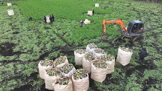 Farmers harvest radishes in Seogwipo, Jeju, on the morning of Dec. 8. [YONHAP]