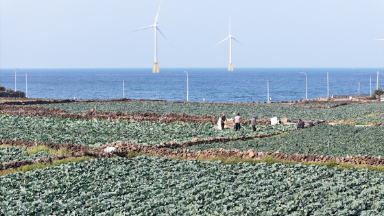 Farmers harvest cabbage in a field in Jeju on Jan. 14. [YONHAP]