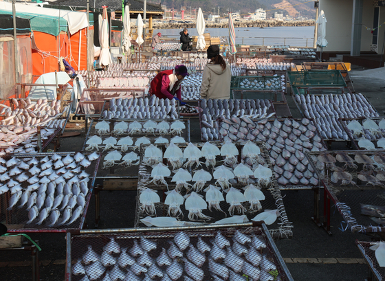 Fish and other seafood catches are set out to dry in Busan on Jan. 20. [YONHAP]