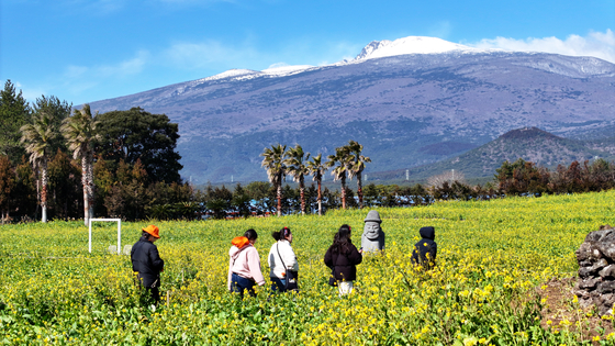 People walk among the yellow rapeseed flowers in Hueree Natural Park in Seogwipo, Jeju Island, on Feb. 17. Most spring flowers are expected to bloom late with a cold wave expected to hit the nation later this week. [YONHAP]