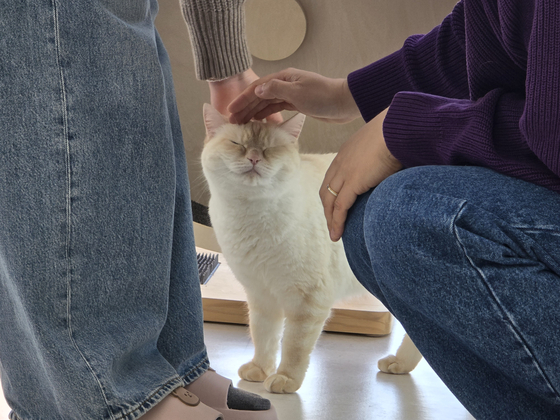 Yoo Dong-jin and his wife pets Ppuppu the cat on Feb. 7. [SON SUNG-BAE]