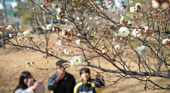 People observe blossoming plum in Busan on Feb. 24. [NEWS1]