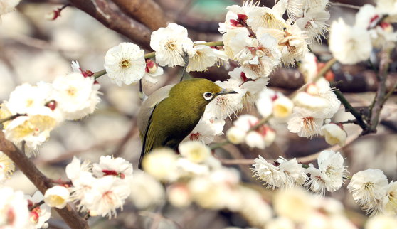 A warbling white-eye bird perches on a plum tree branch in Jeju Island on Feb. 26. Plum blossoms have not officially fully bloomed anywhere else in Korea as of March 5, according to the Korea Meteorological Association. [YONHAP]