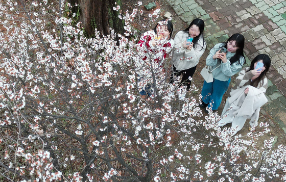 People take pictures with their phones of the blooming plum blossom in Changwon, South Gyeongsang, on Feb. 22, 2024. [YONHAP]