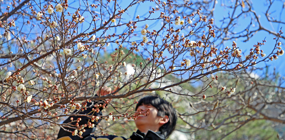 Plum blossom begin blooming in Busan as winter fades on Feb. 24. Daily temperatures in the city hovered between minus 4 and 8 degrees Celsius (24.8 and 46.4 degrees Fahrenheit) on the same day. [NEWS1]