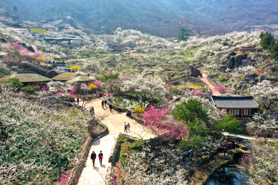 Gwangyang in South Jeolla holds the Gwangyang Maehwa Festival annually. This year, it will be held from March 7 to 17. [YONHAP]
